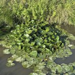 Lekno (Nymphaea) ´ALBATROS´ - ⌀ 5-10 cm, kont. P11